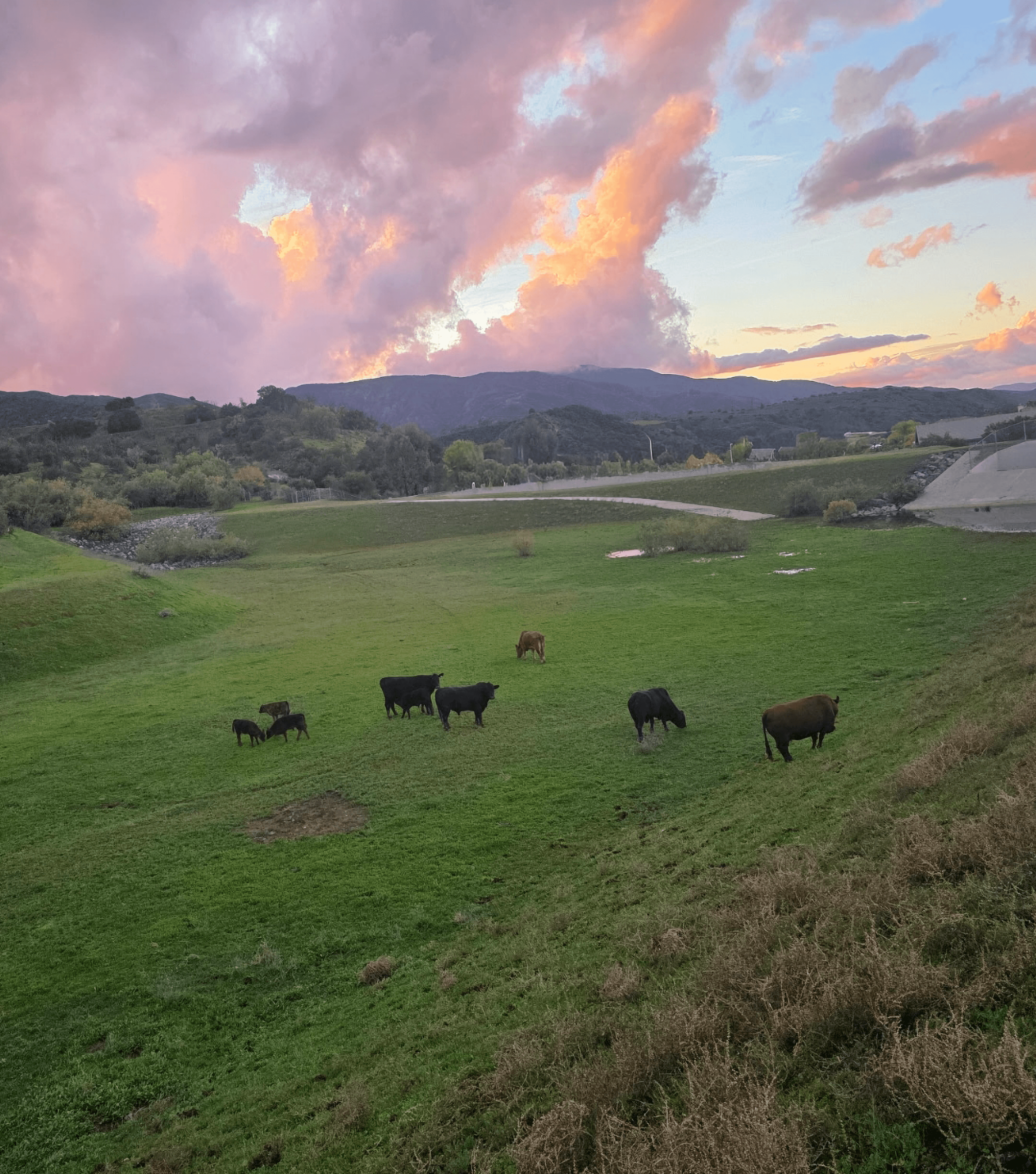 Cattle grazing in a pasture at sunset at Camery Cattle Company