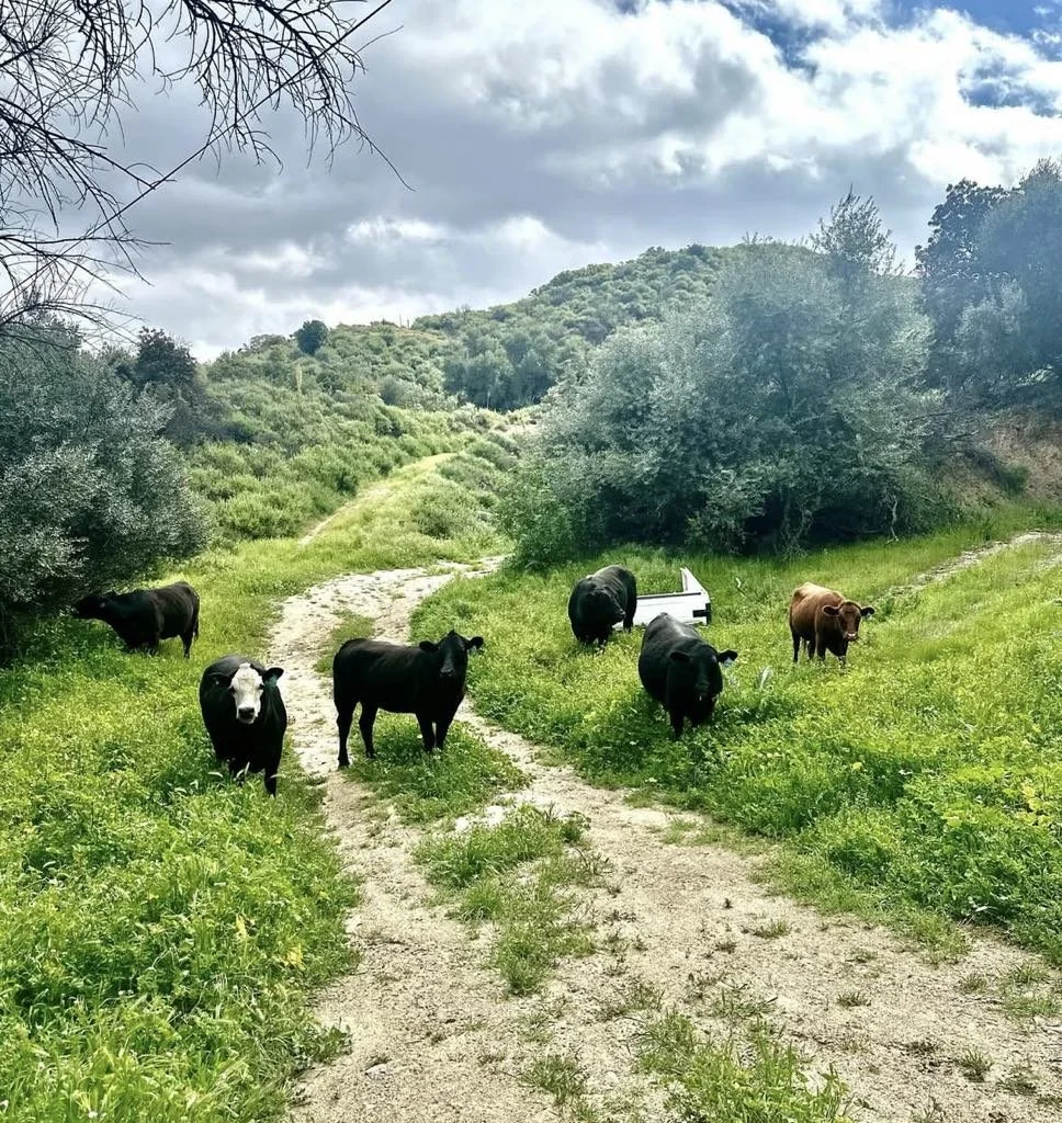 Camery cattle grazing on green pasture in Southern California